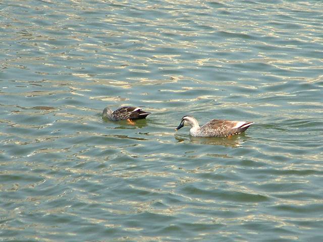 ������̂���