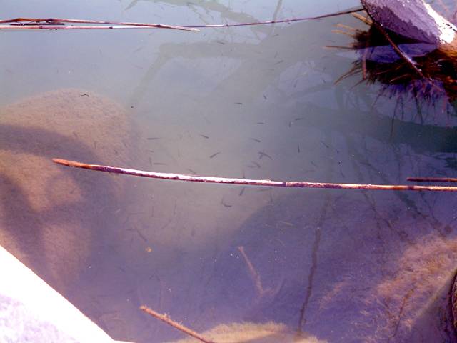 �z���܂�̏���