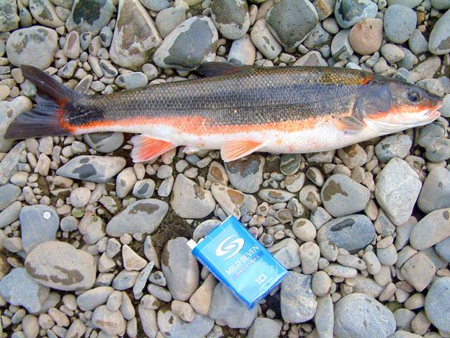 �}���^�E�O�C