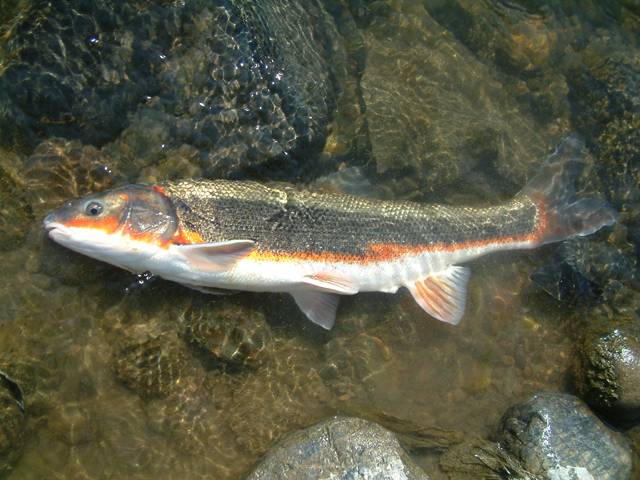 �}���^�E�O�C