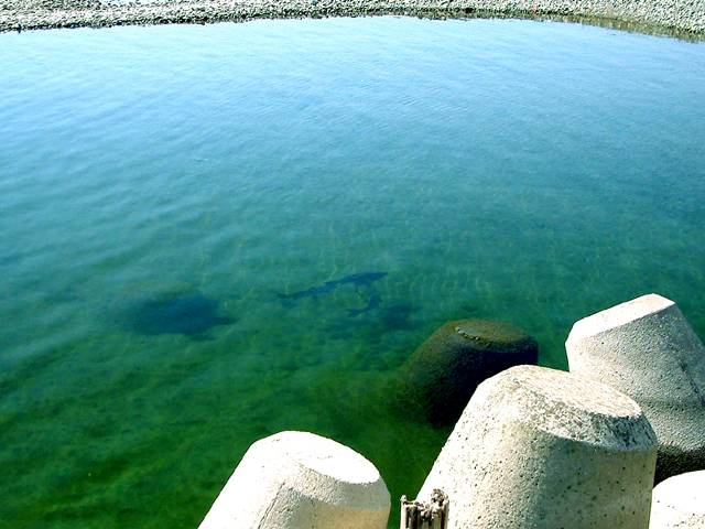 �}���^�E�O�C