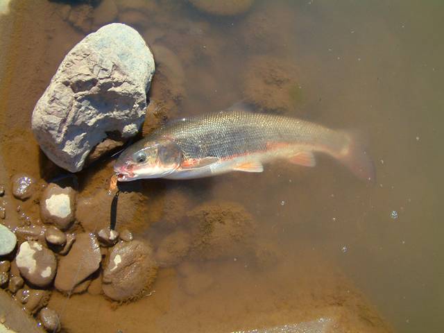 �}���^�E�O�C