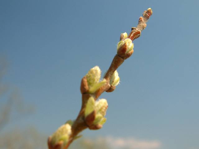 �}���^�E�O�C