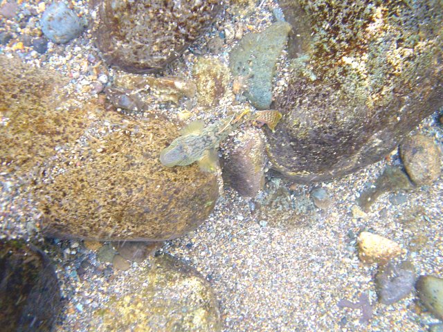 �}���^�E�O�C