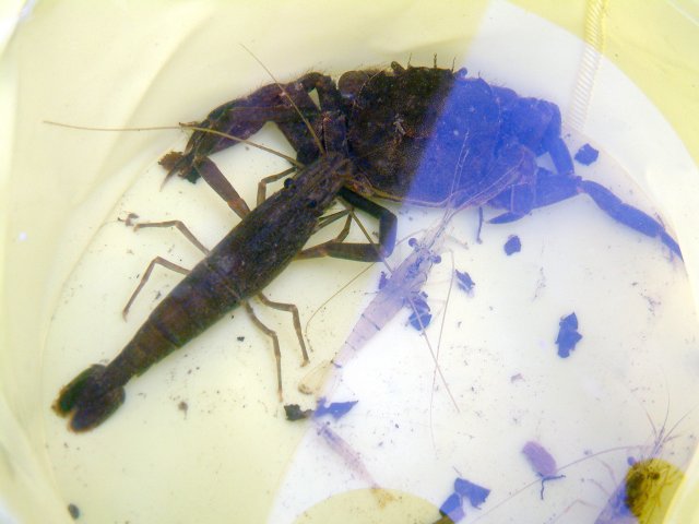 �}���^�E�O�C