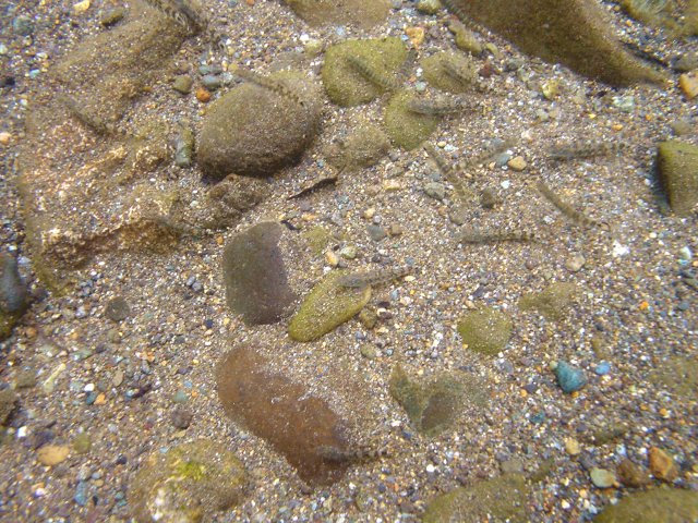 �}���^�E�O�C