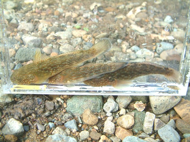 �}���^�E�O�C