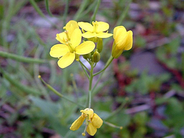 �}���^�E�O�C