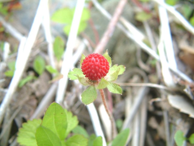 �}���^�E�O�C