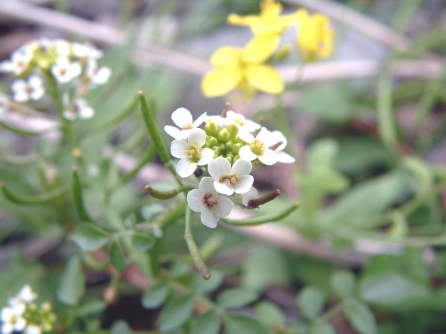 �}���^�E�O�C