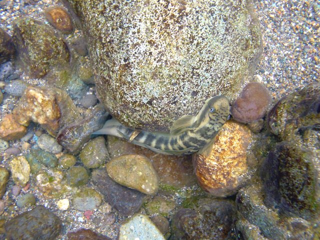 �}���^�E�O�C