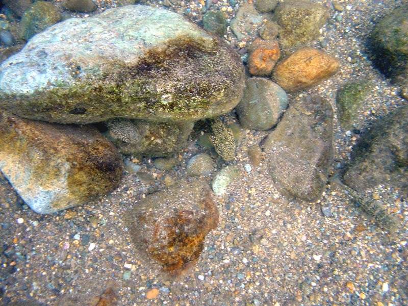 �͌����琟�ݐ؂��