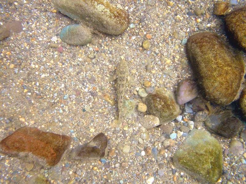 �͌����琟�ݐ؂��