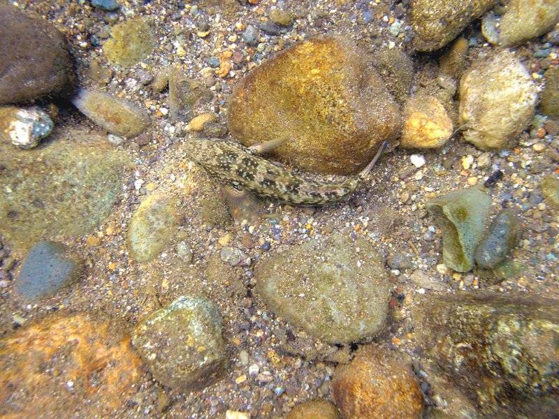 �͌����琟�ݐ؂��