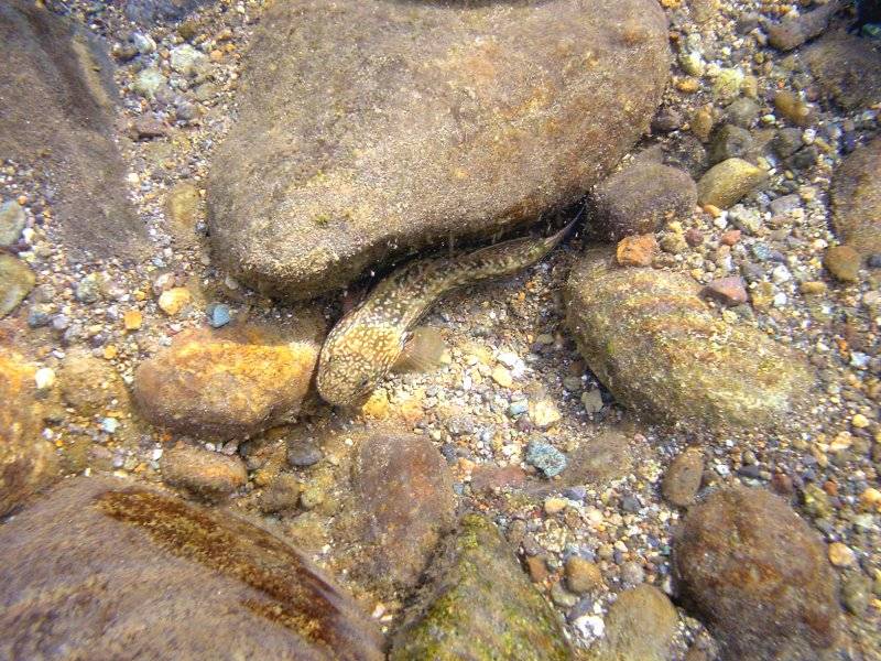 �͌����琟�ݐ؂��