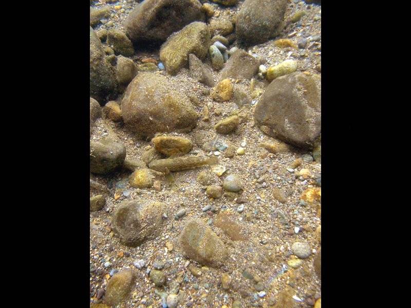 �͌����琟�ݐ؂��