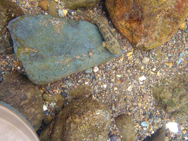 �͌����琟�ݐ؂��