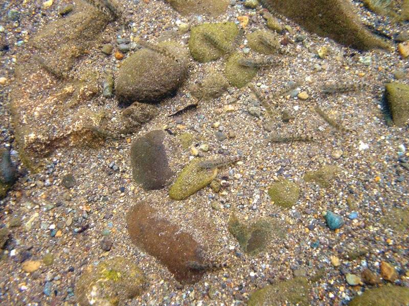 �͌����琟�ݐ؂��