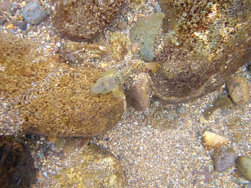 �͌����琟�ݐ؂��