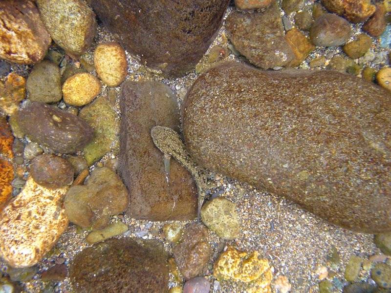 �͌����琟�ݐ؂��