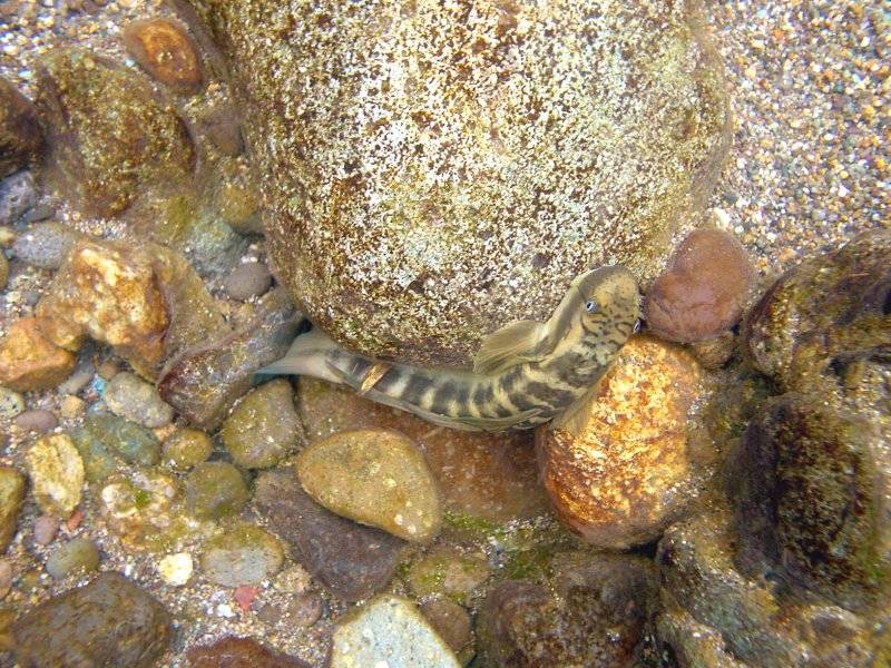 �͌����琟�ݐ؂��