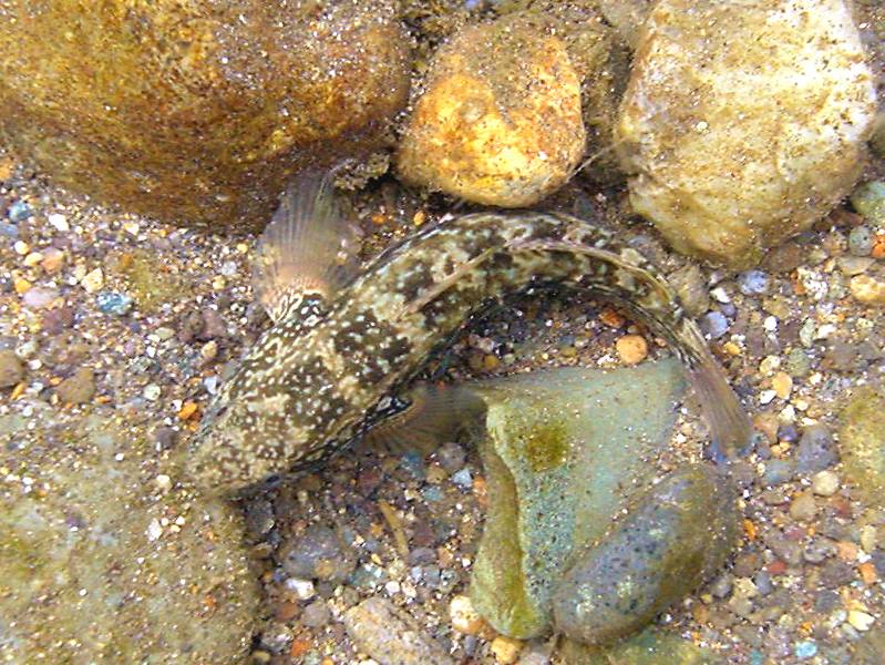 �͌����琟�ݐ؂��