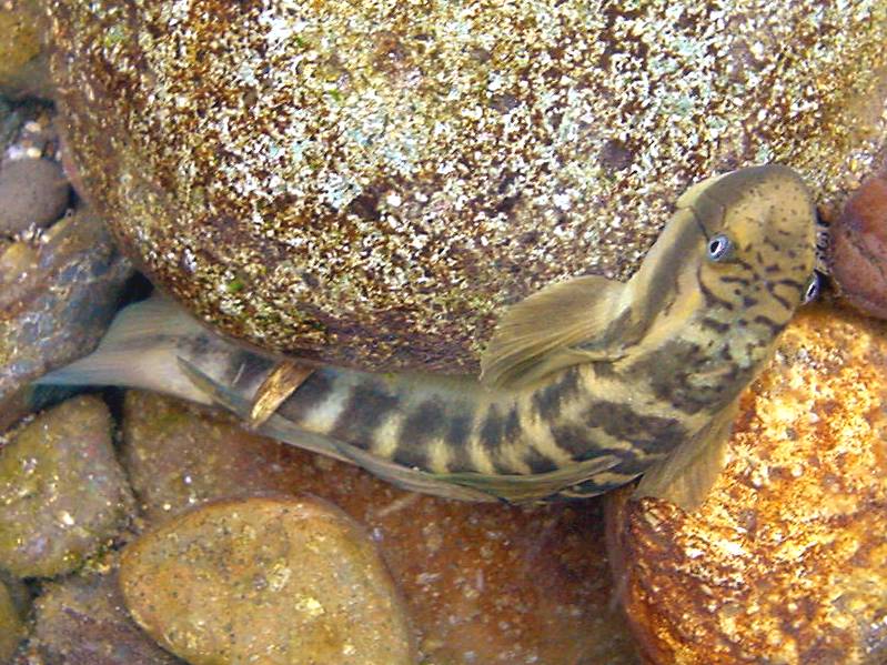 �͌����琟�ݐ؂��