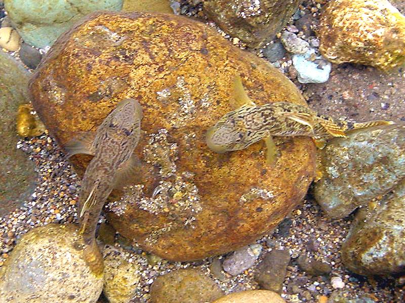 �͌����琟�ݐ؂��