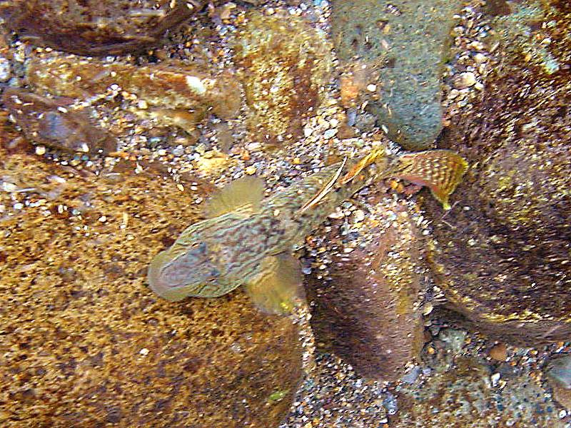 �͌����琟�ݐ؂��