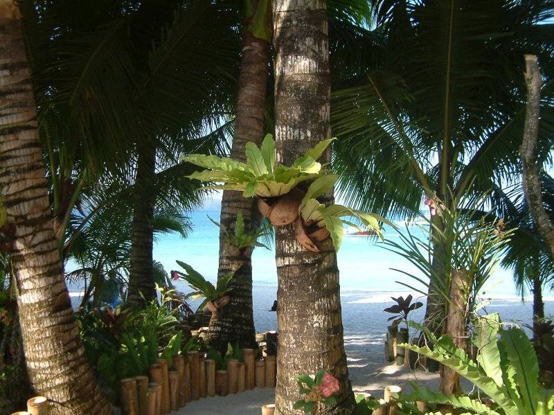 �{���J�C�X�g���[�g�̐A��