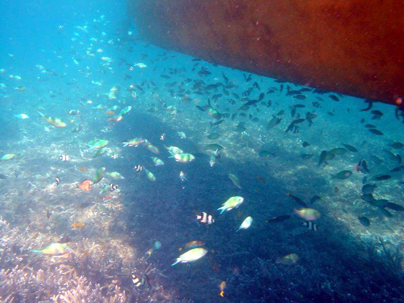 �{���J�C�̋�����