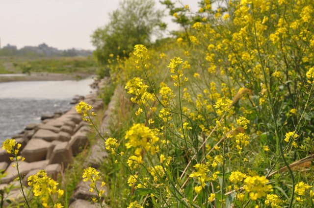 �}���^�E�O�C