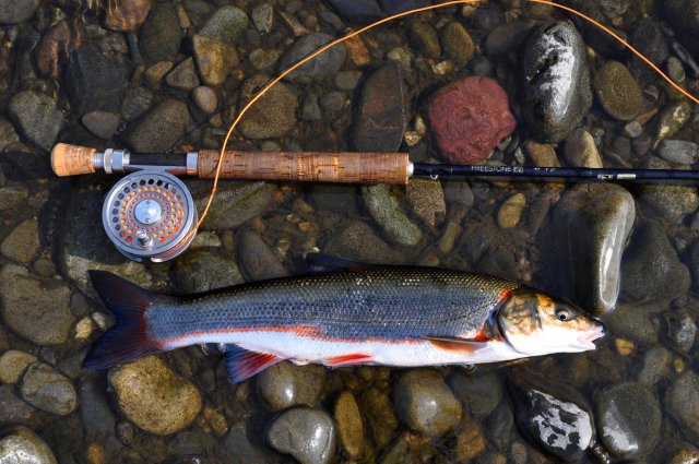 �}���^�E�O�C