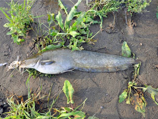 夕方釣れたナマズ