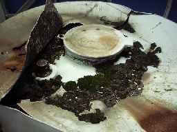 �t�^�̏㕔���D�ŕ����Ă���