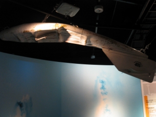 �p�݂ɂĂ���Ȏp��