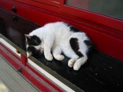 �����ꒃ�C�����悳�����ɐQ�Ă����k�R�l