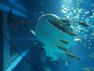 ��O�̍ג����̂́A�}���^����̐K��