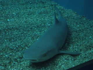 �Ȃ�Ă����T���������H�i��