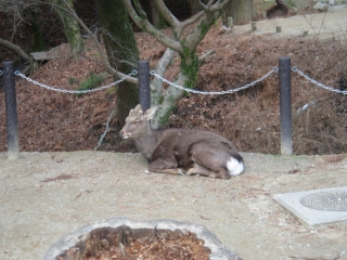 ������ׂ�����ɂ���ƁA����Ɗ���Ă��܂�