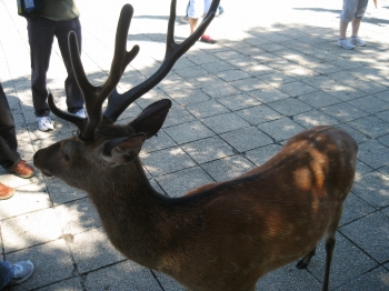 FOE���[�b�I