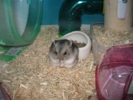 �J���J���H�����t�B