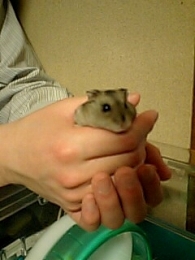 �ނ��㏬�t�B