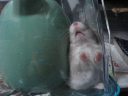 ����t�����t�B