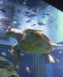 �C�V�قɂāA�T