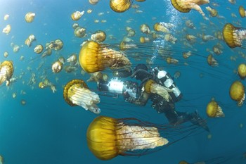 オーシャンズ画像