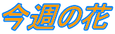 今週の花 