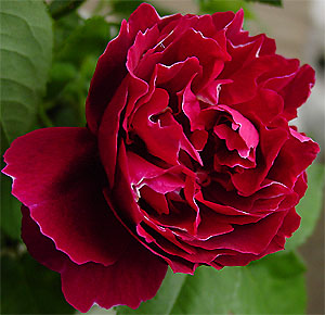 �o�����E�W���[�E�h�E����