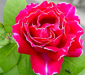 �o�����E�W���[�E�h�E����