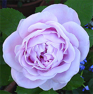 �o���l�X�E���X�`���C���h